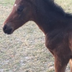 Colt #2 out of Moxies Legacy (Owned by Amy Walls)
